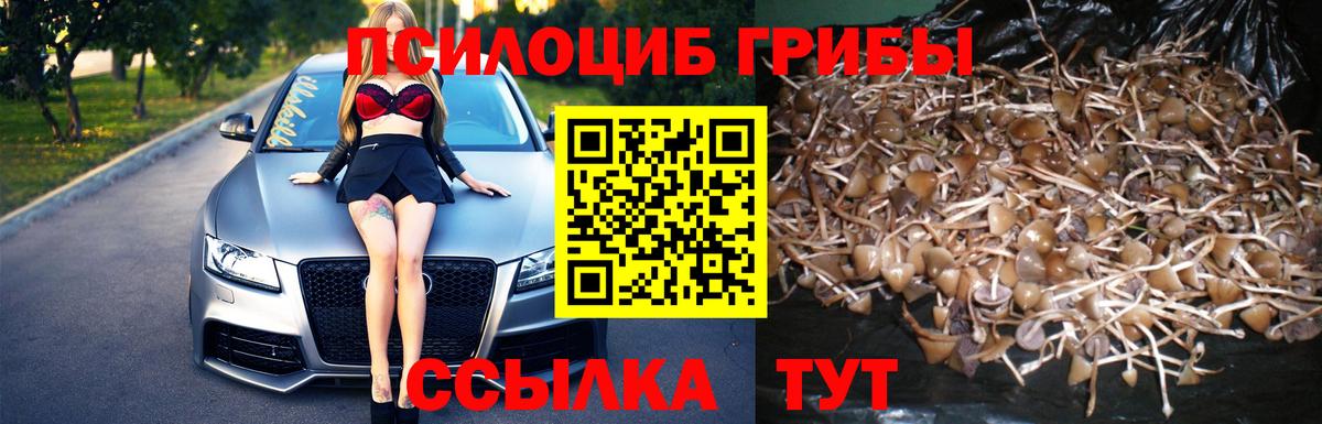 Тихорецк  Псилоцибиновые грибы Psilocybe  Вход с VPN 